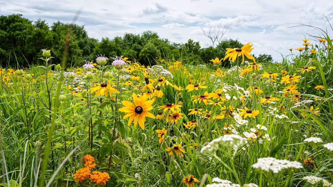 Regenerative Agriculture Boosting Honey Bee Health