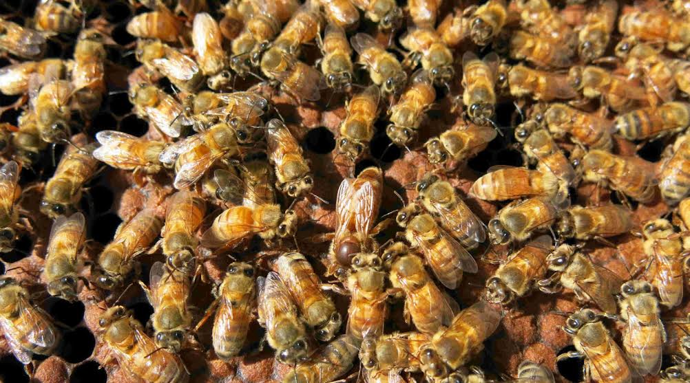 The Pollinator Protection Act: Neonicotinoids in Vermont Update 2025