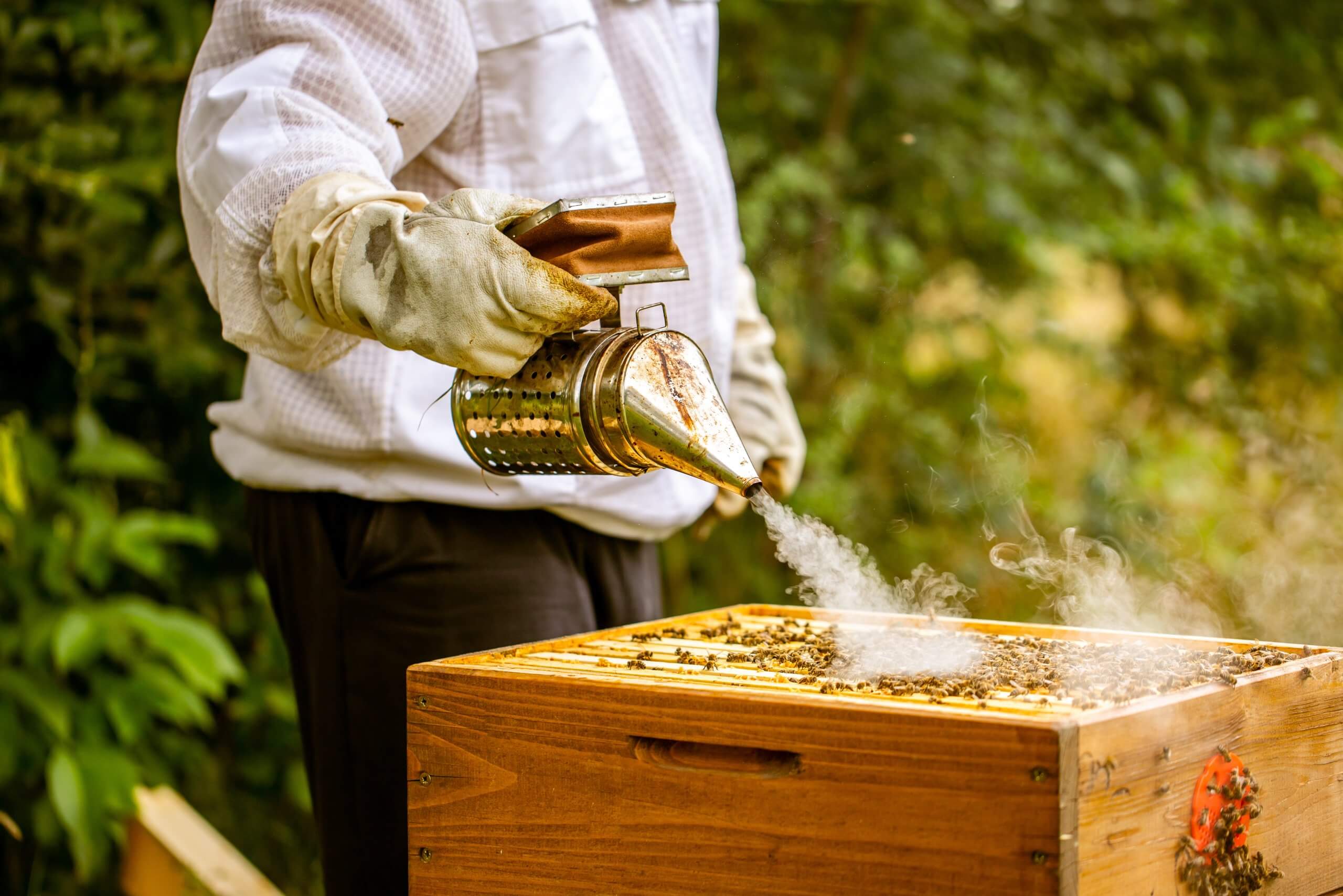 Essential Beekeeping Tools