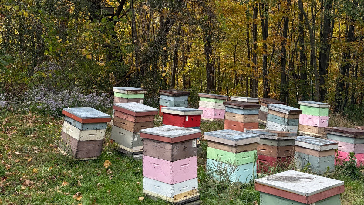 What Are the Bees Doing in the Fall?