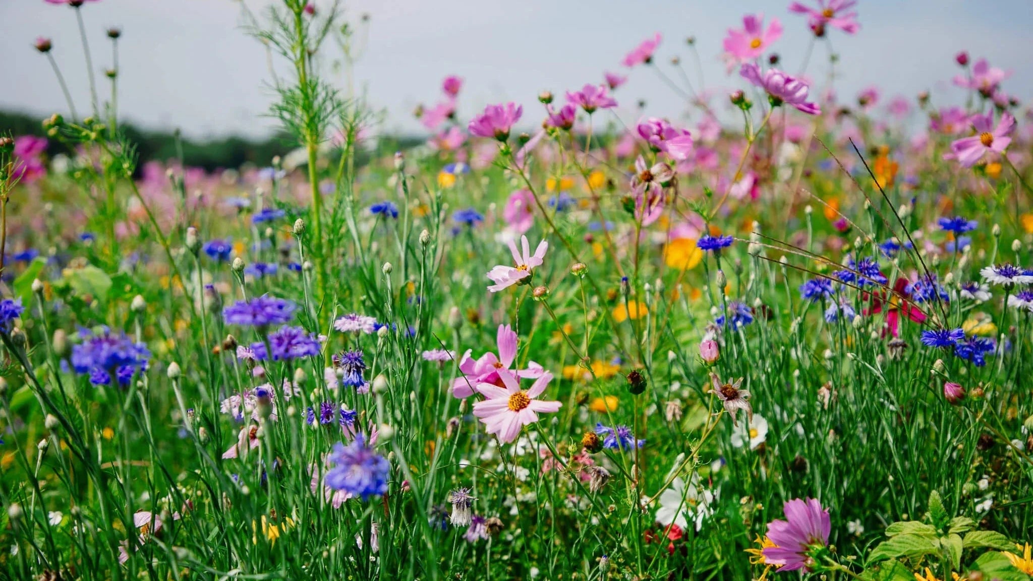 The CRP Rollercoaster: Uncertainties in Conservation