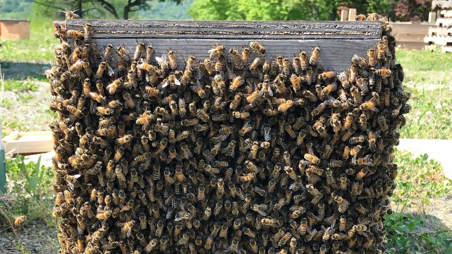 National Honey Bee Day at Champlain Valley Apiaries