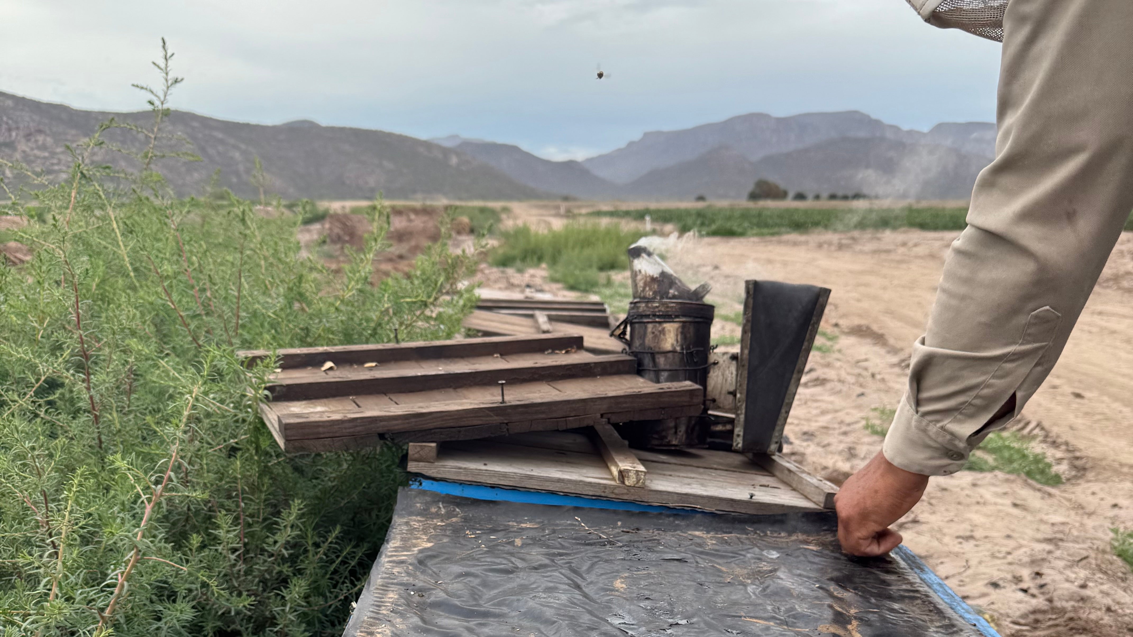 Curtis' Beekeeping Trip to Mexico