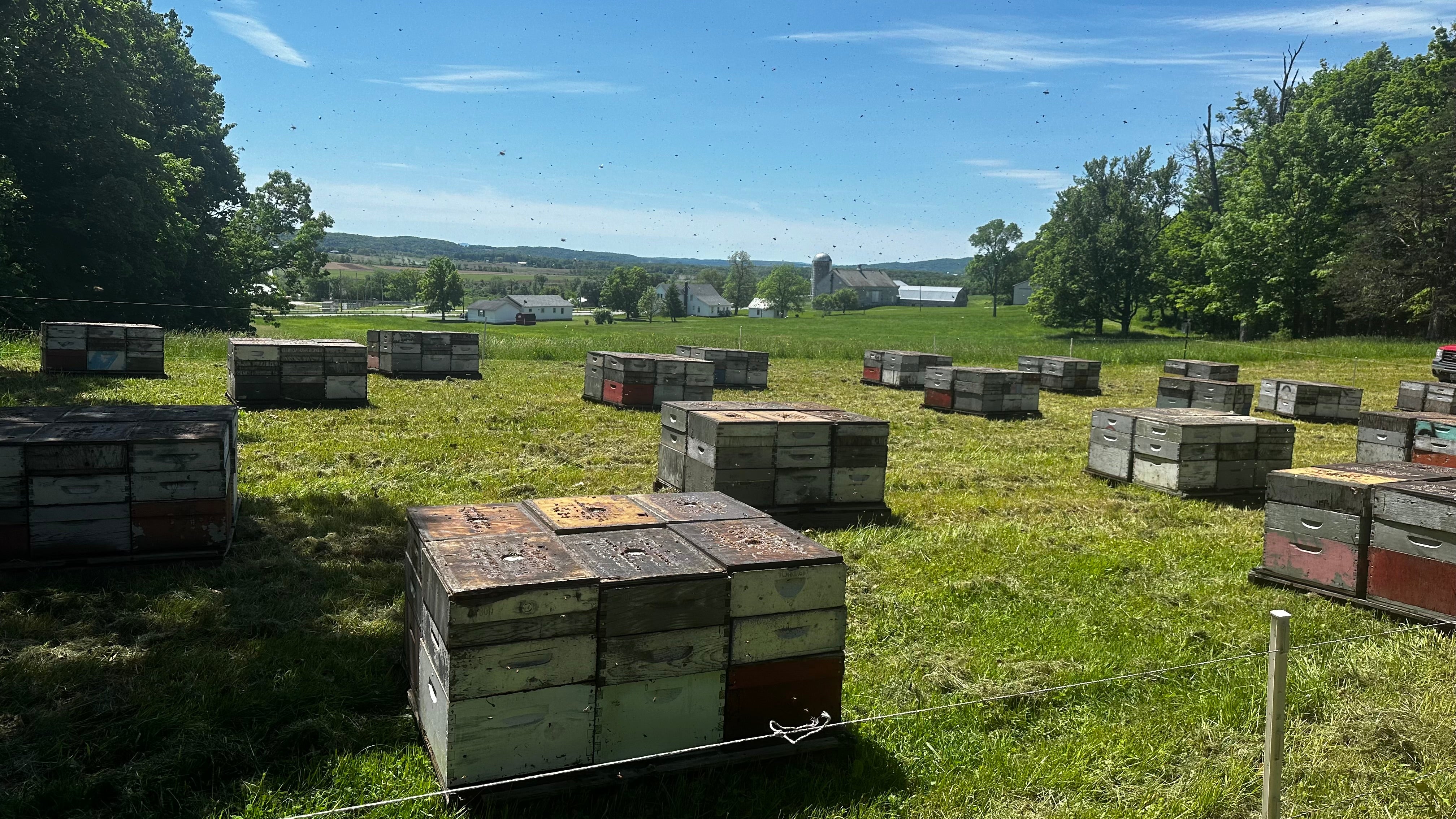 What Are the Bees Doing in July?
