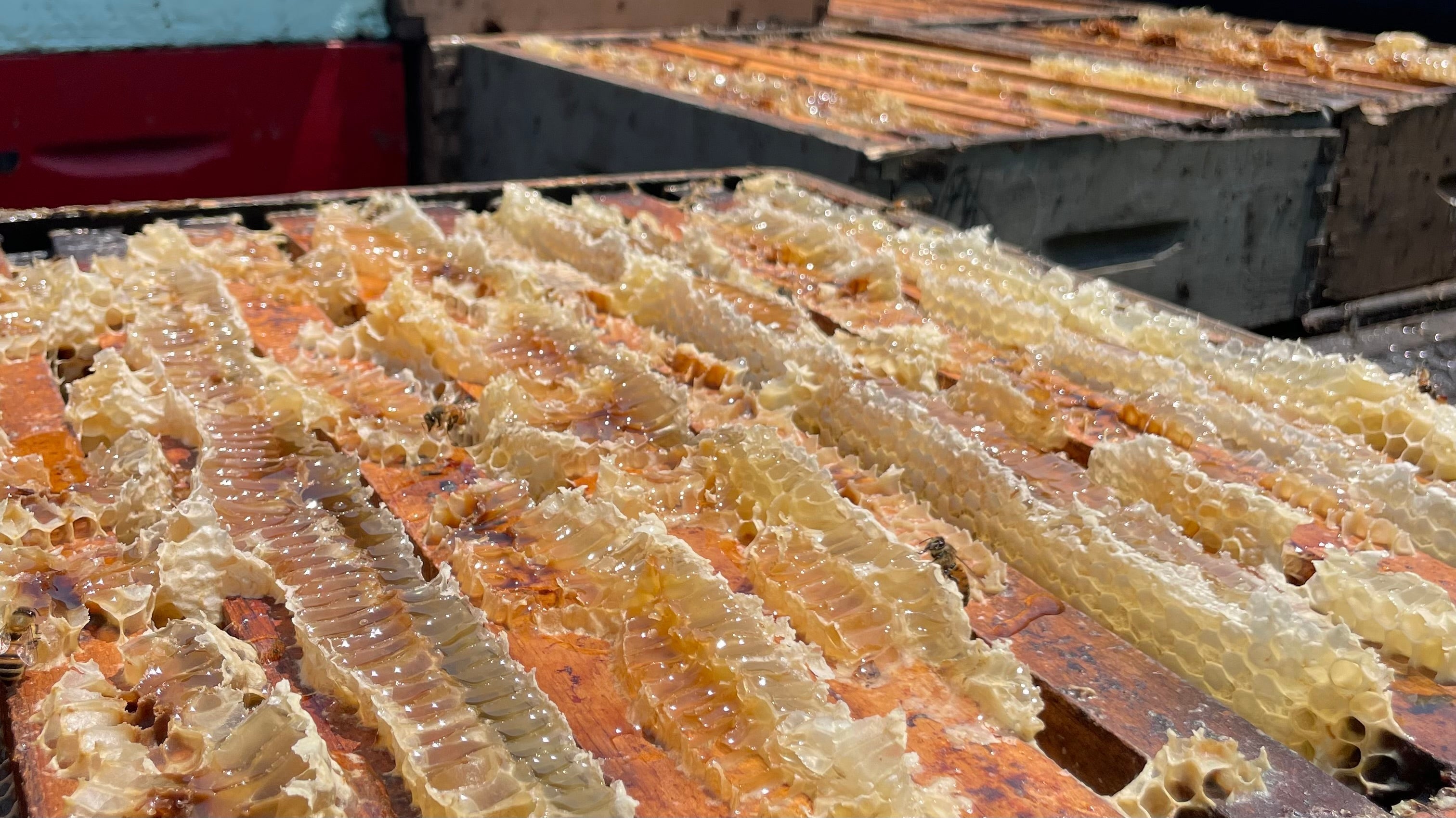 What is a Honey Flow?