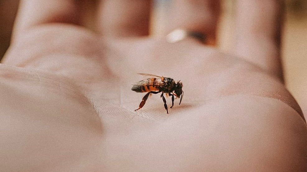 What Is Bee Venom Therapy?