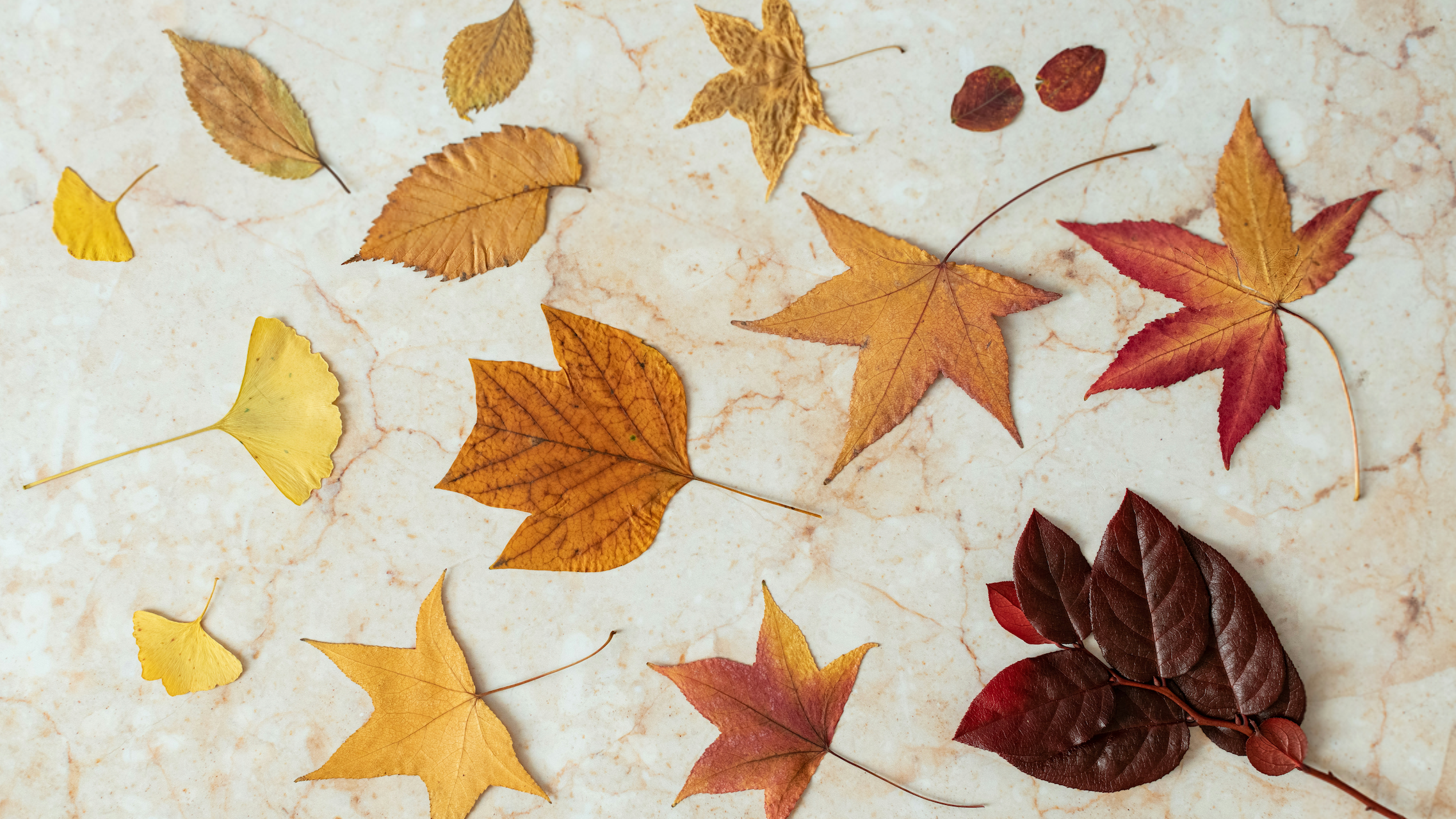 Beeswax Dipped Fall Leaves