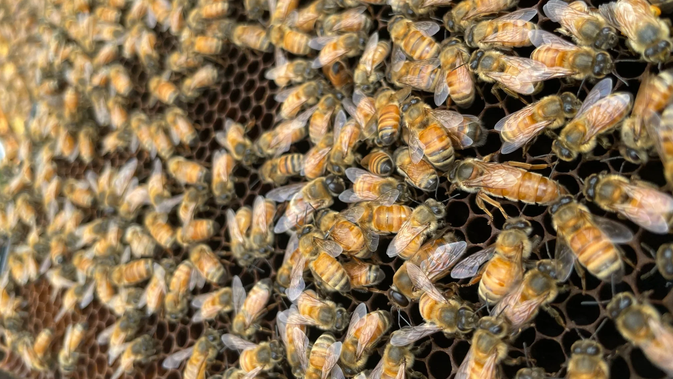 Honeybee "Breeds:" Subspecies of Apis melifera