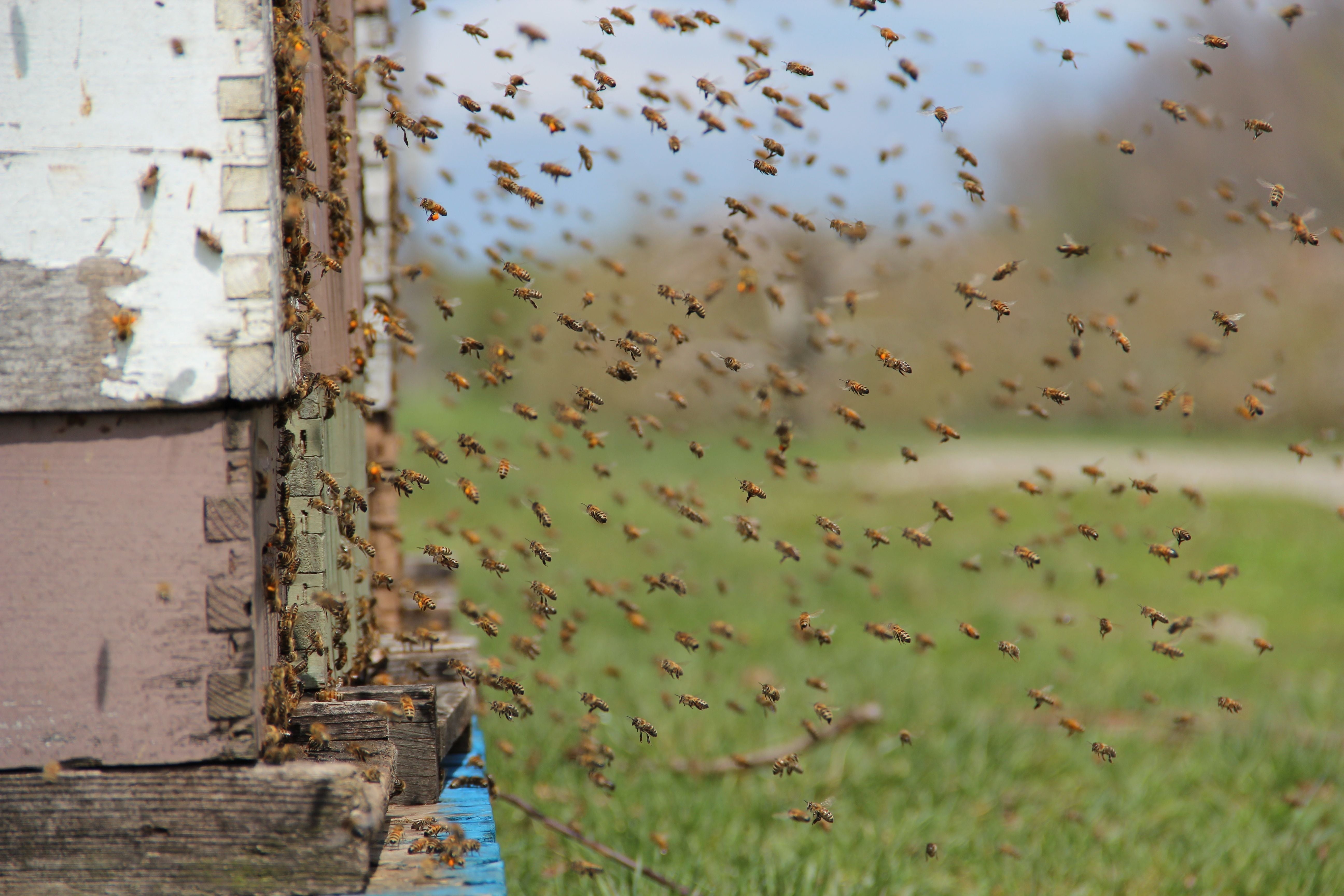 How to Tell if Your Honey Is Truly Raw (Spoiler: Ours Is)