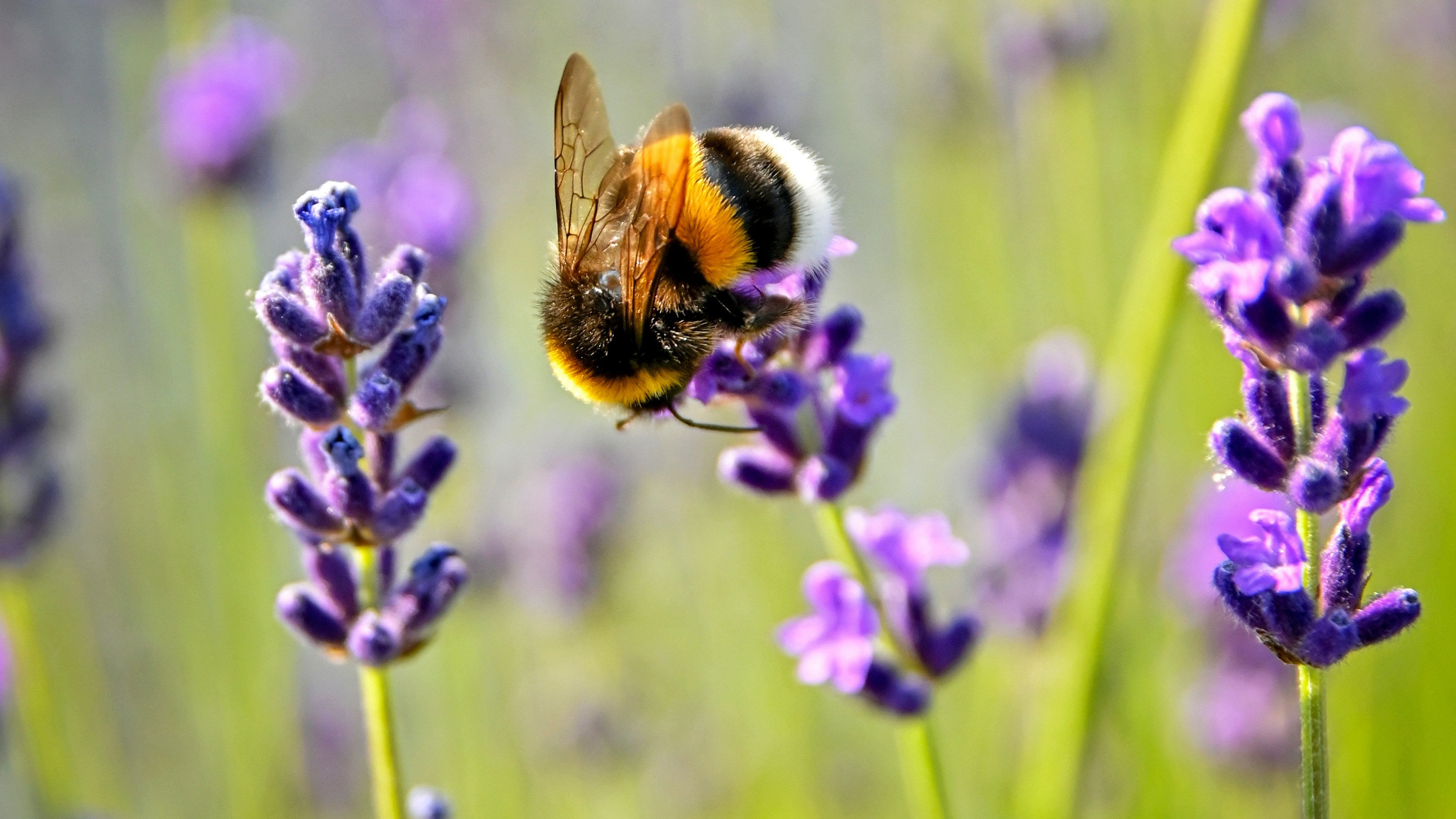 Are Honeybees Bad for Native Bees?