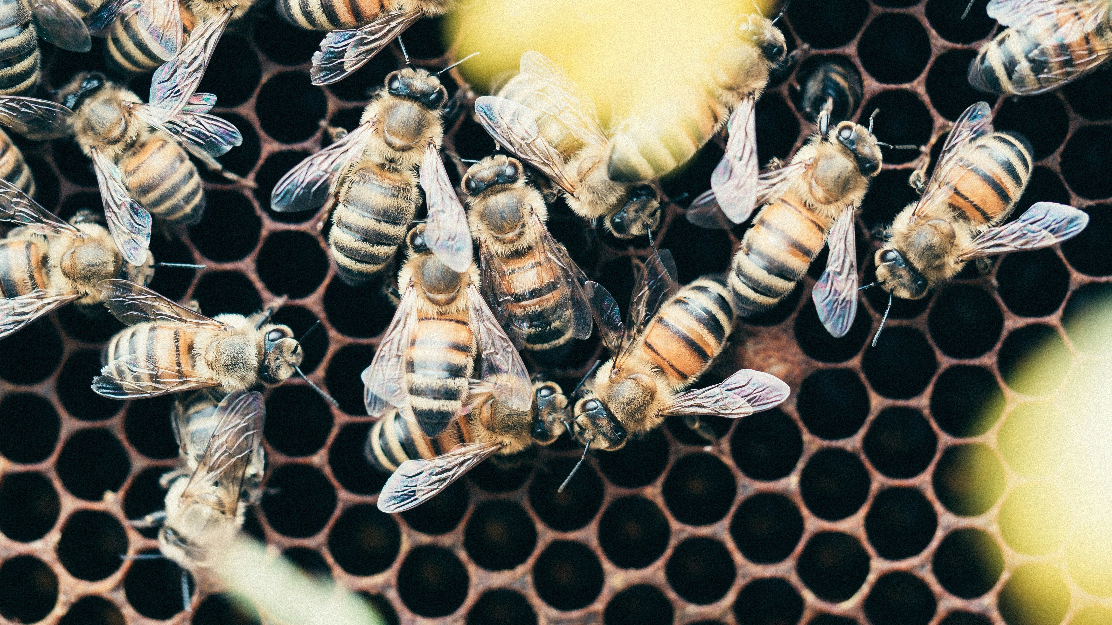 What Is Bee Venom Therapy?