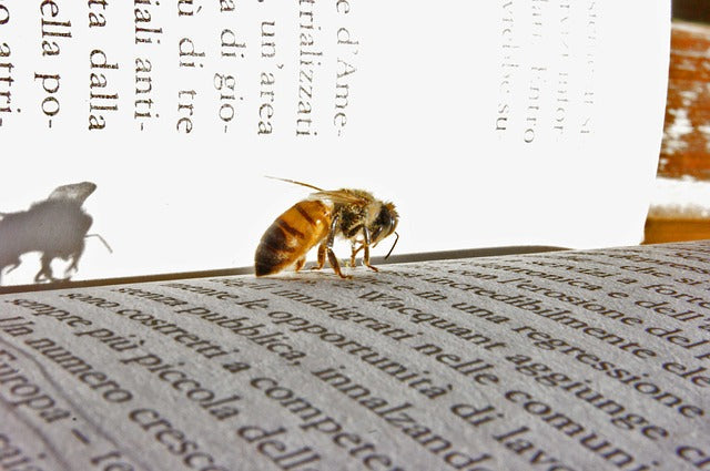 Buzz-Worthy Reads š
