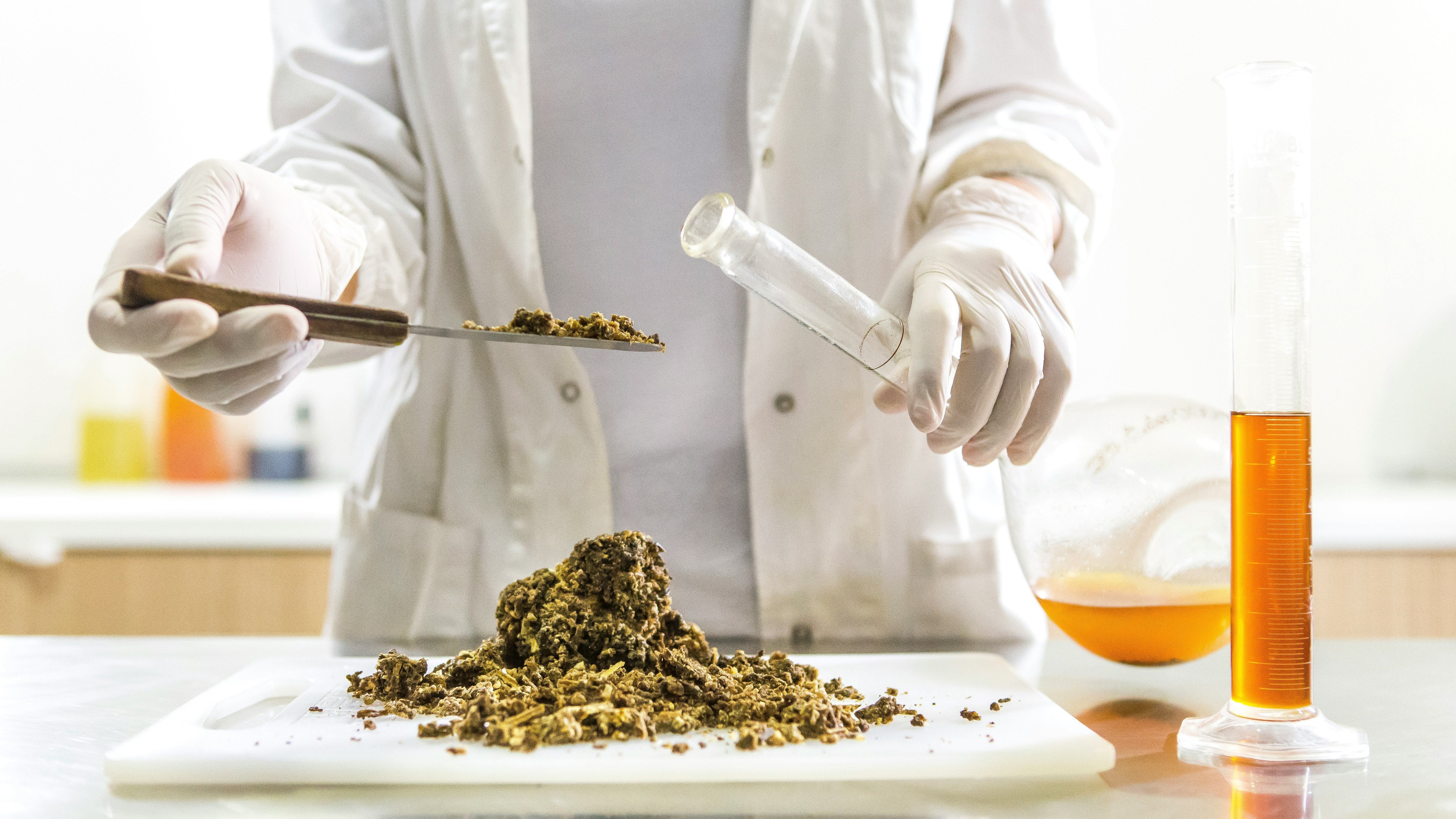 What is Bee Propolis?