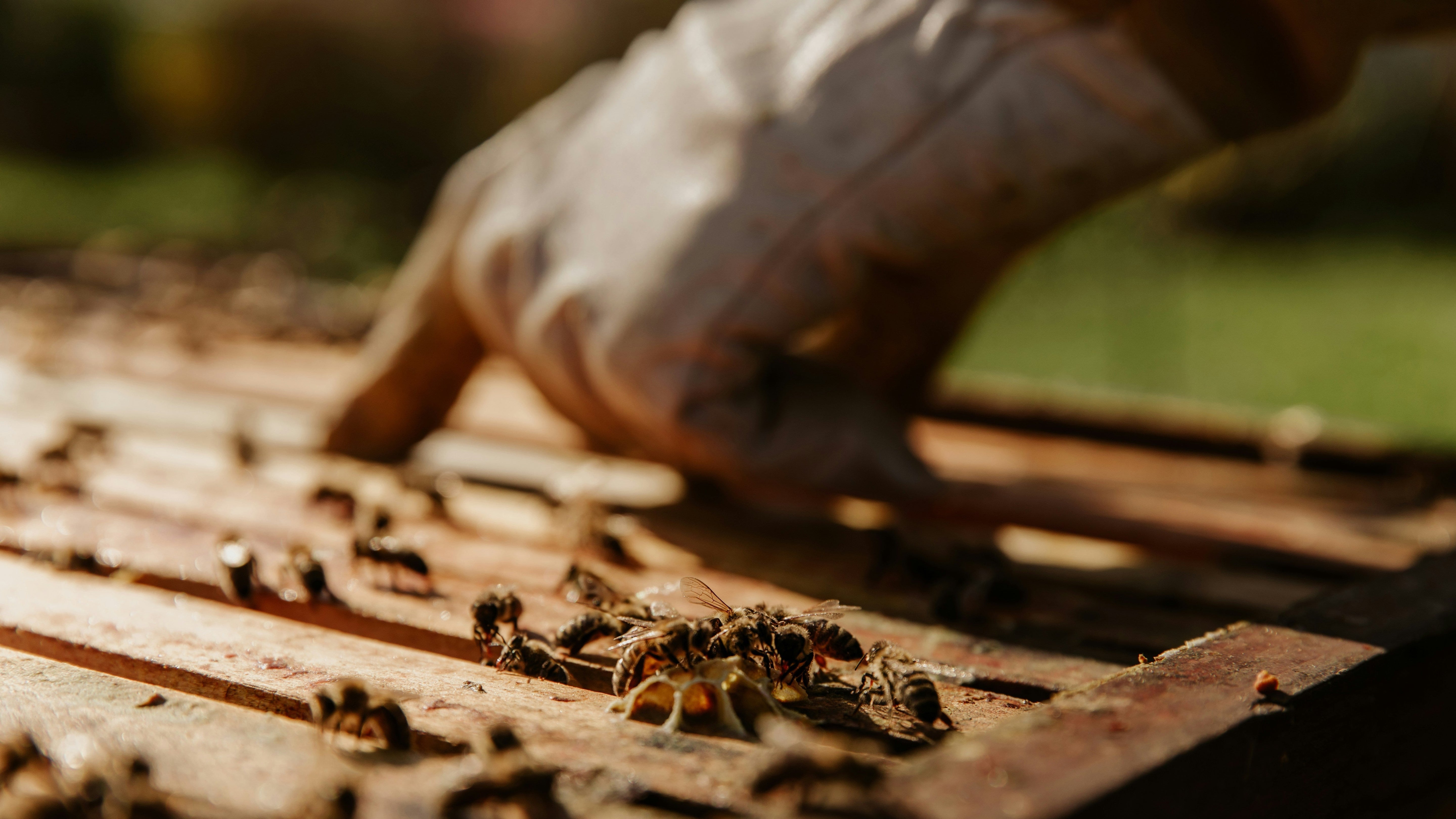"Africanized" Honeybees