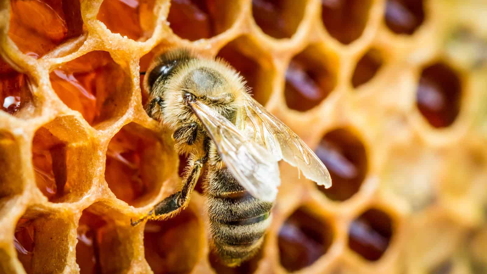 What is Honey vs Nectar?