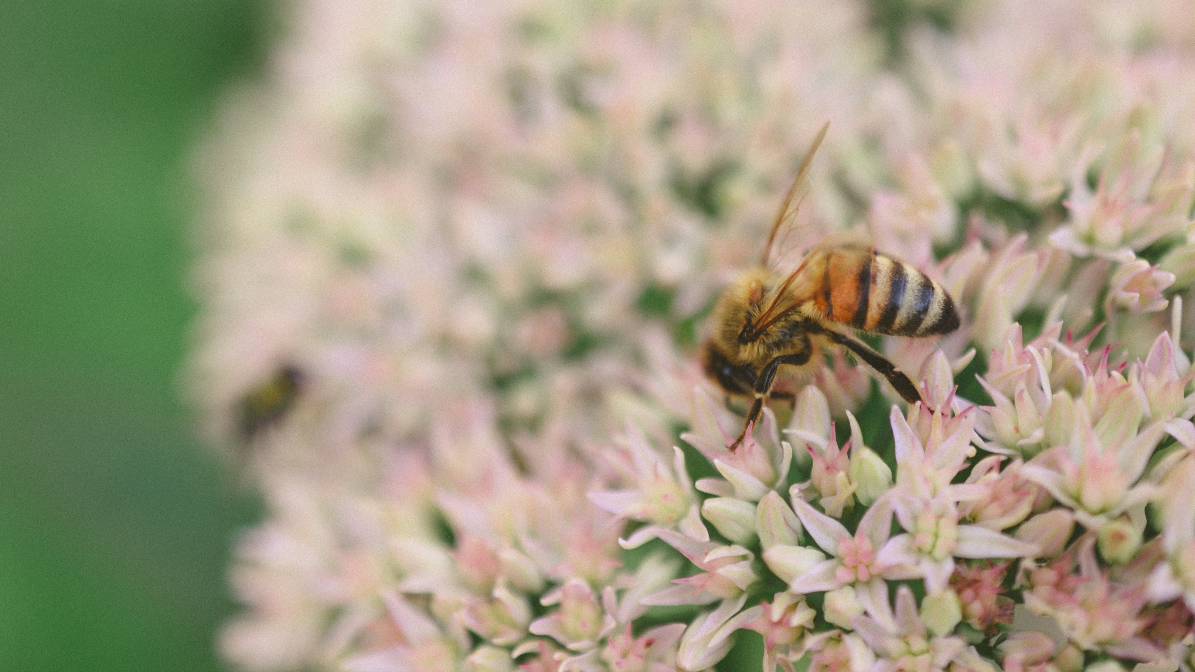 What is Honey vs Nectar?