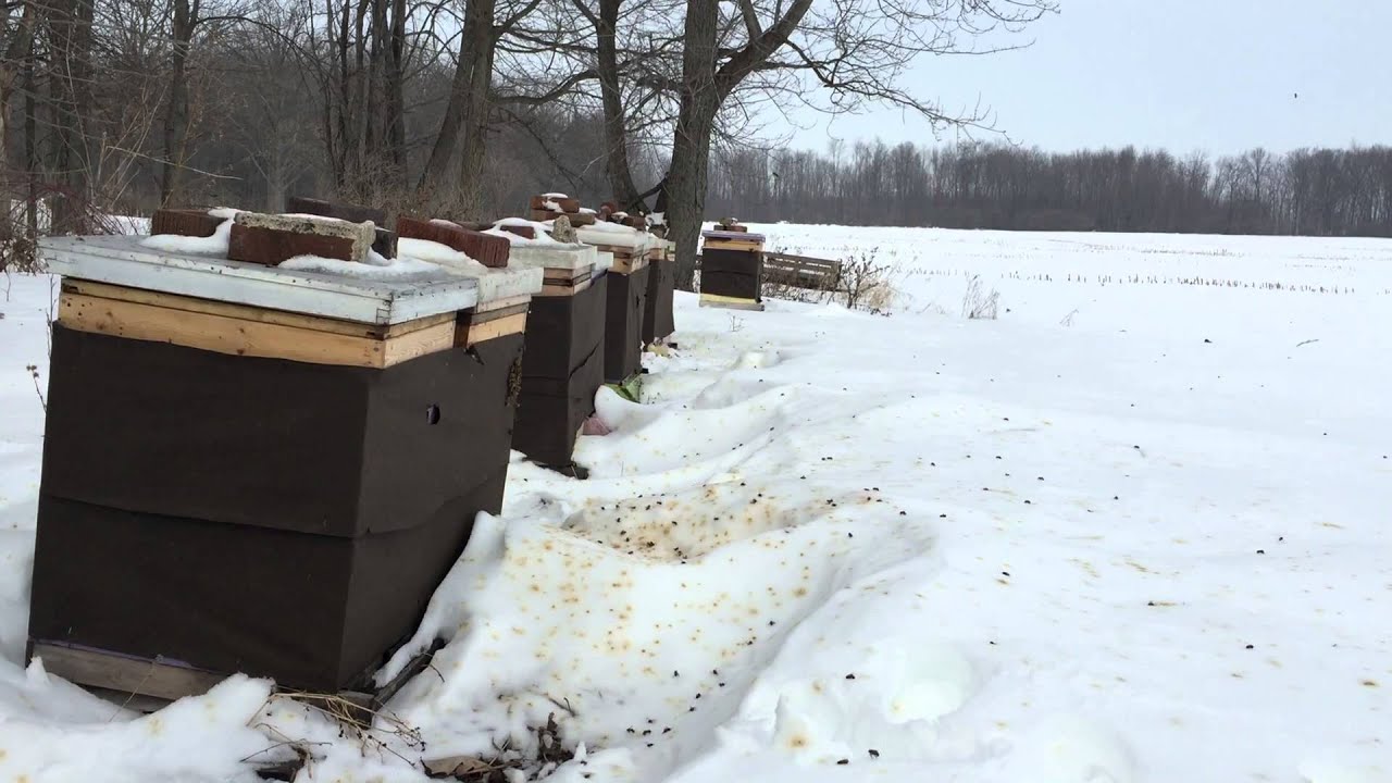 Honeybee Cleansing Flights