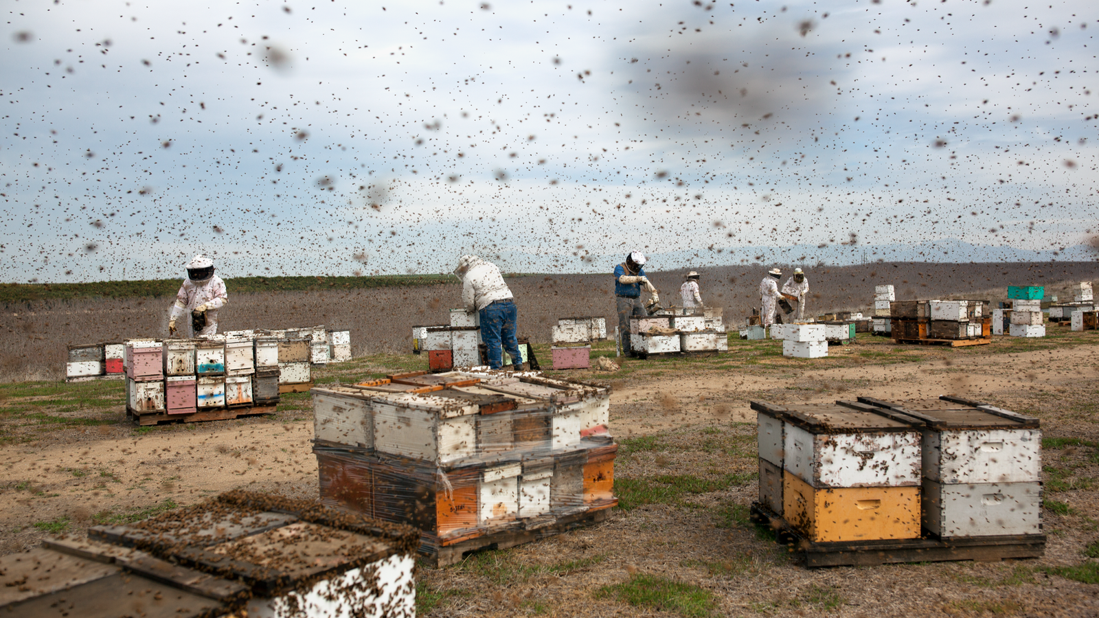 The Quiet Backbone: Migrant Workers in Commercial Beekeeping