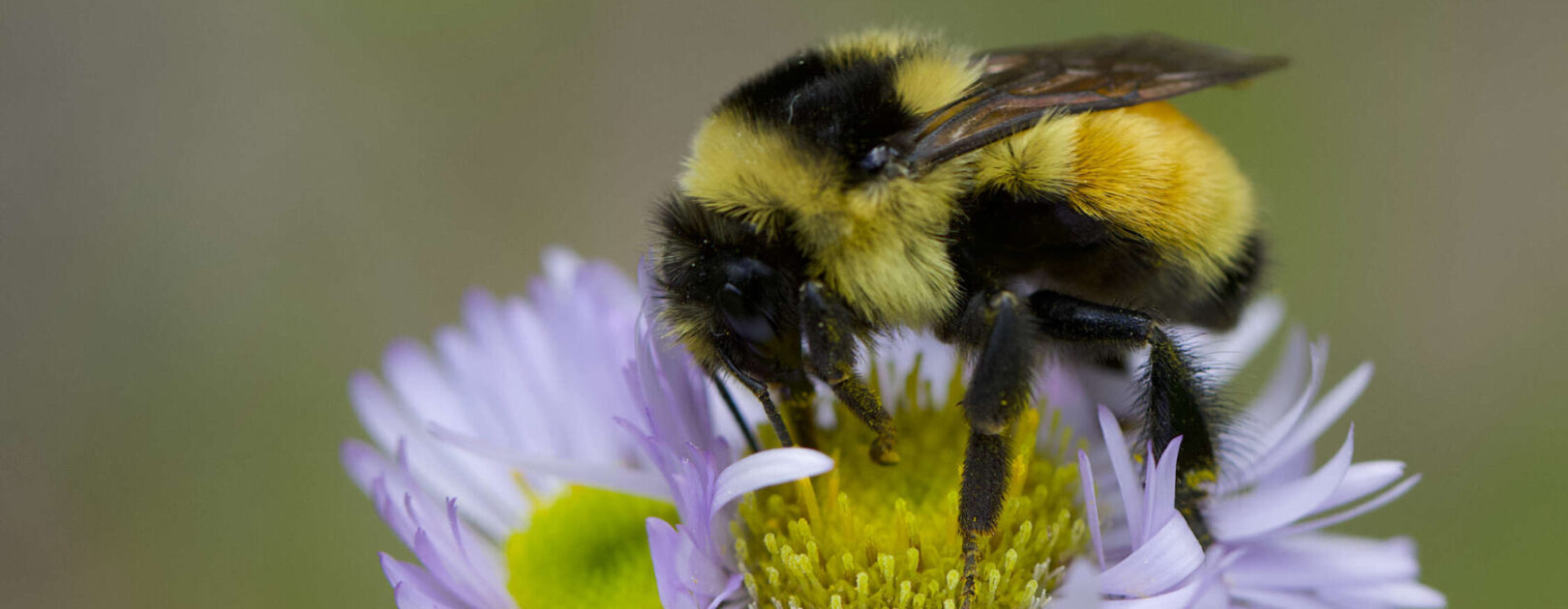 How to Help Pollinators This Summer (Even If You’re Not a Beekeeper)