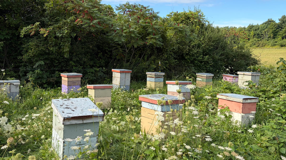 Why Do We Leave Honey in the Hives?