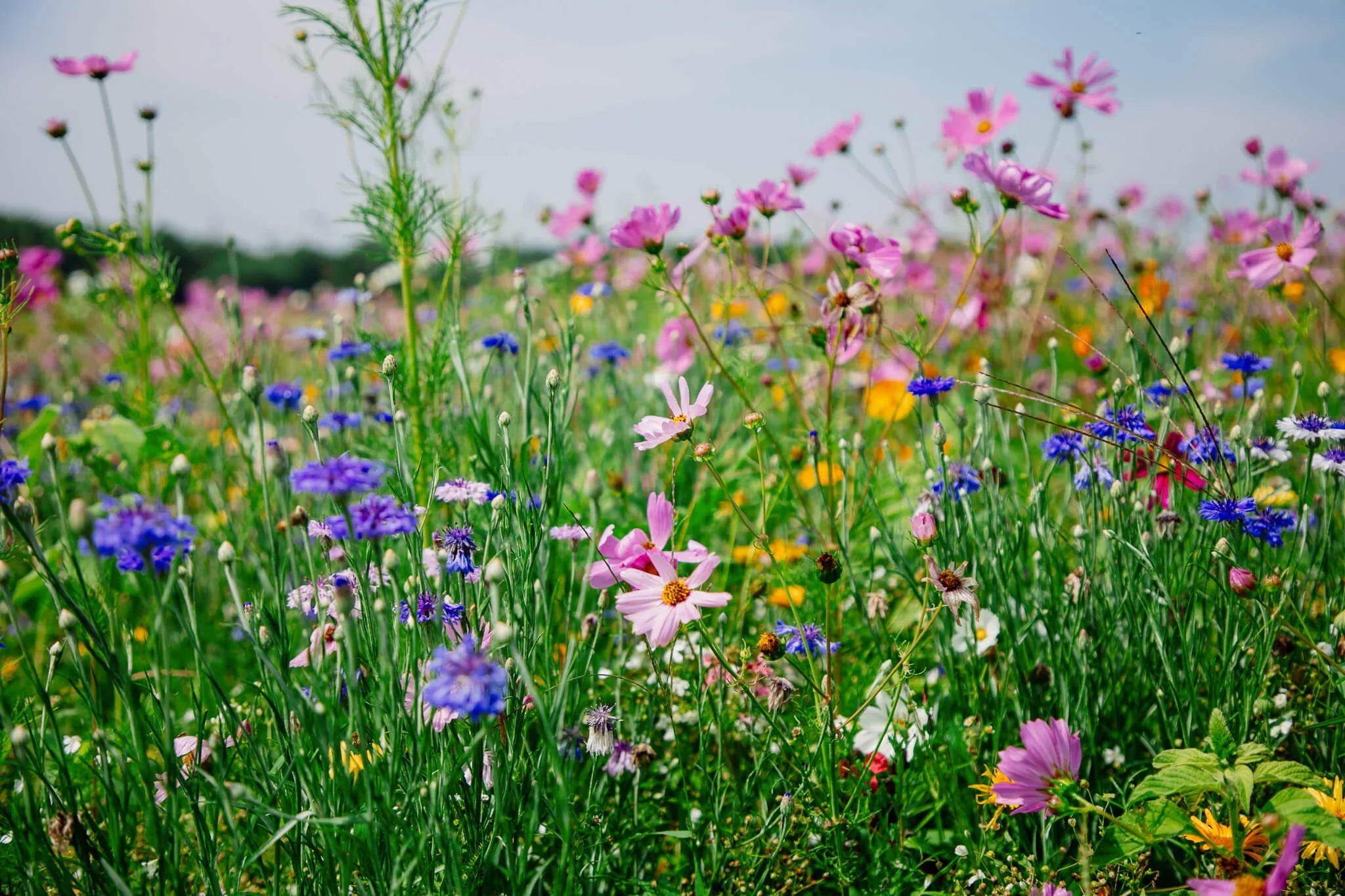 The CRP Rollercoaster: Uncertainties in Conservation