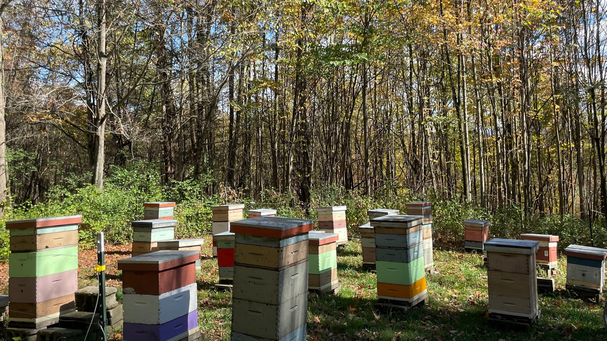 Prepping the Hives for Fall