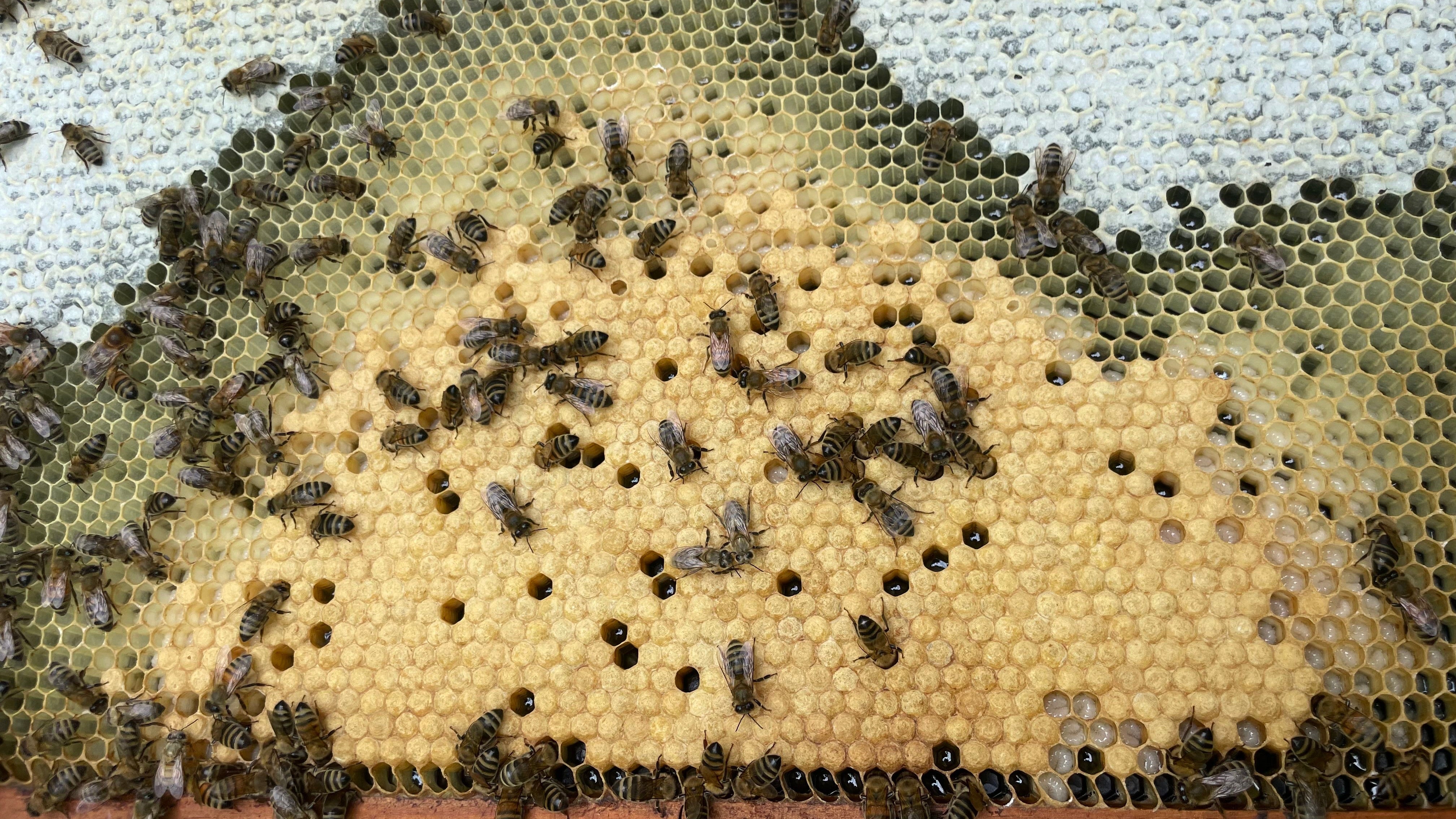 Springtime in the Bee Yard: How to Split a Bee Colony