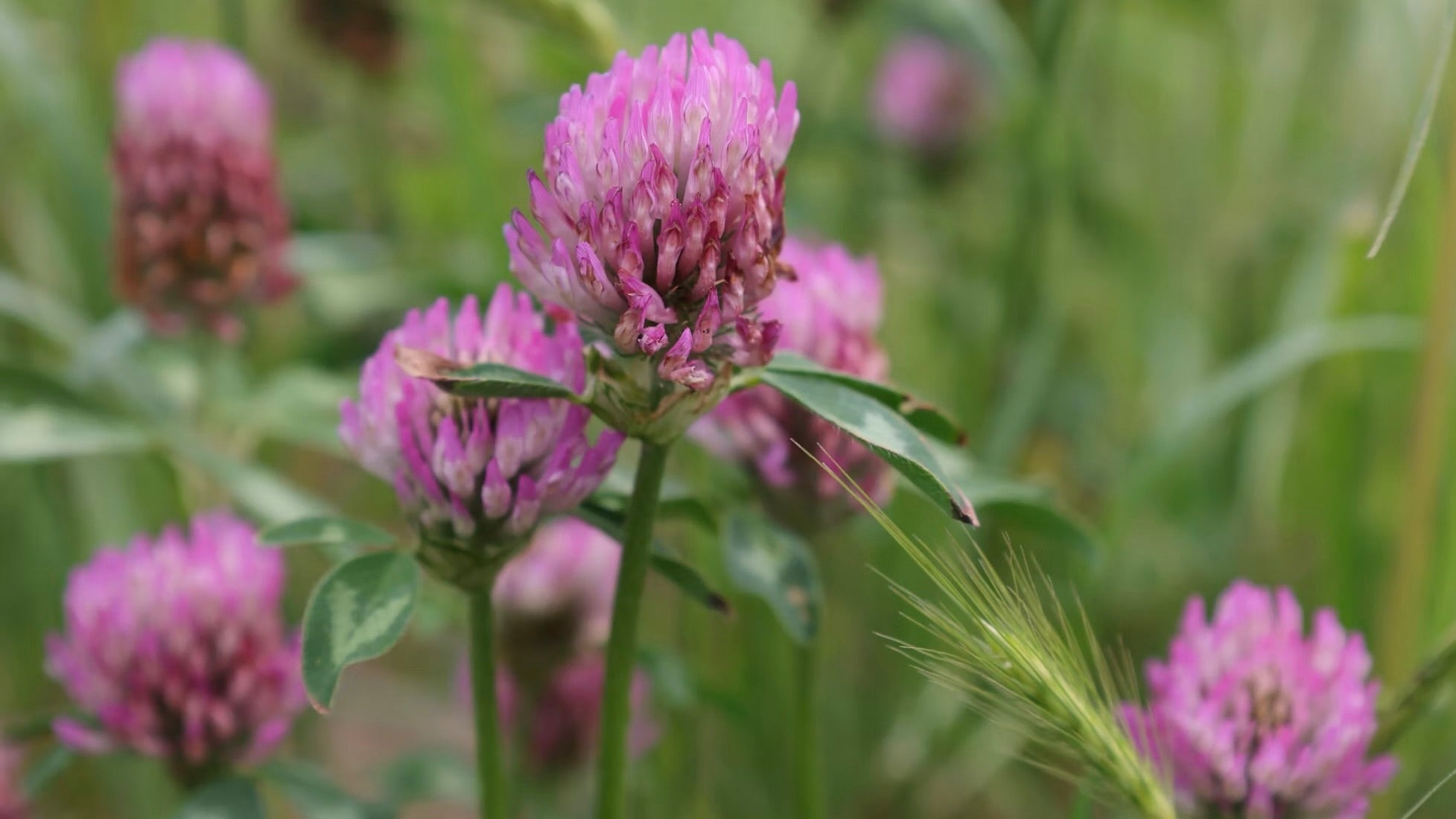 Pollinators Need You This Summer