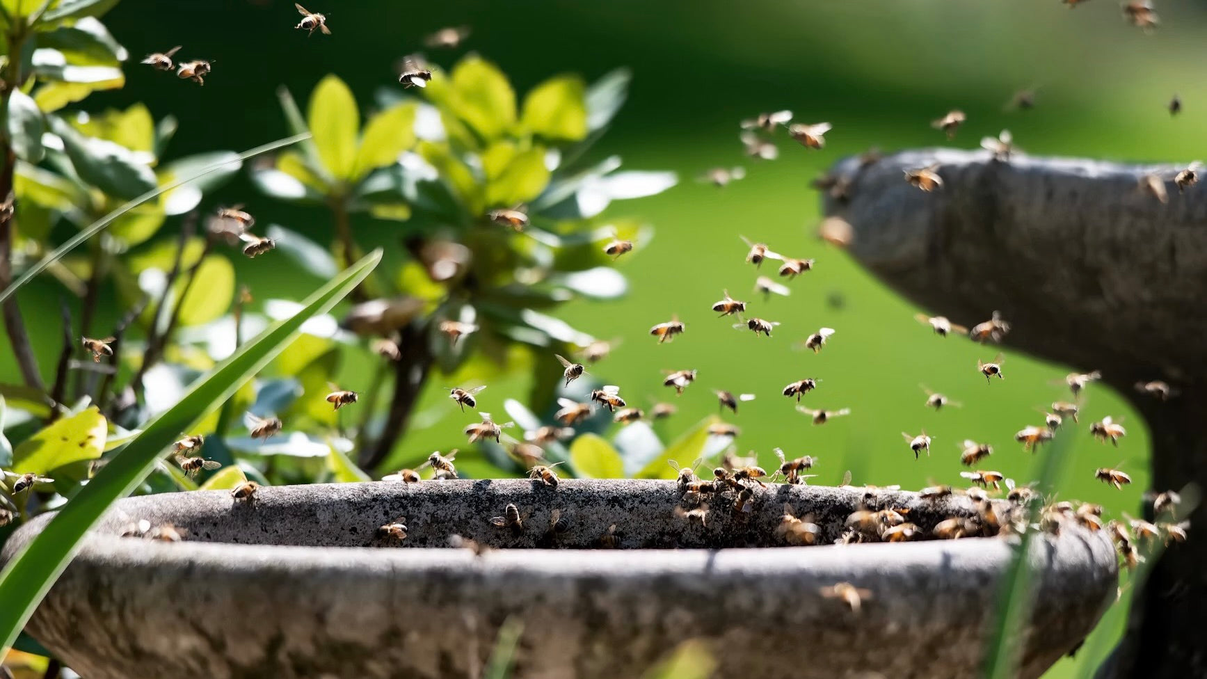 DIY Bee Bath