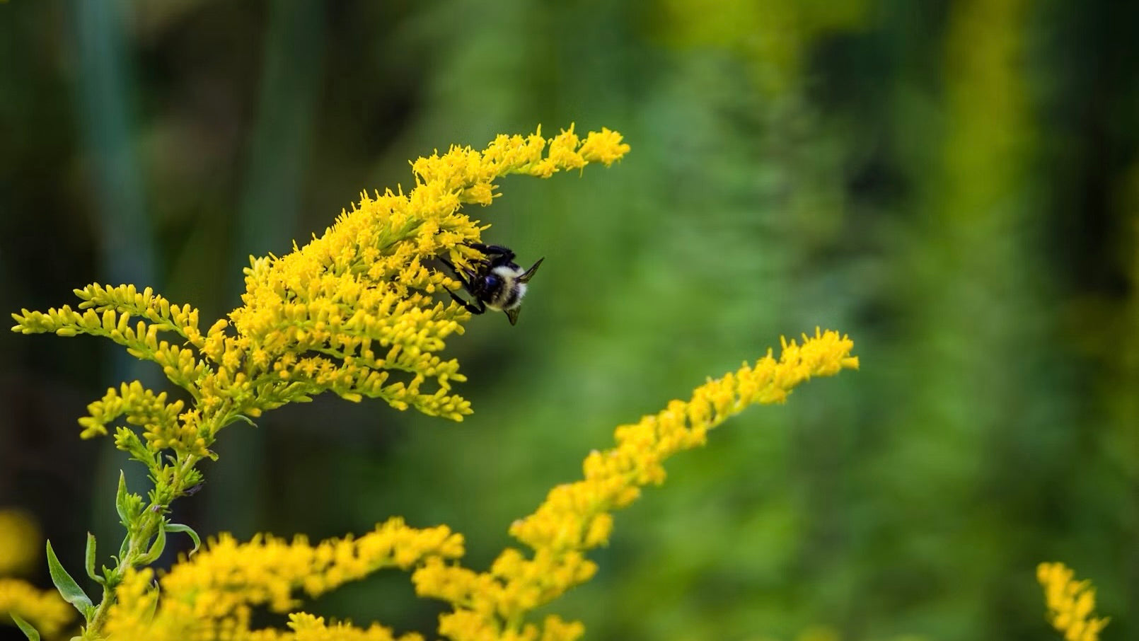 Native Pollinator Plants for Your Fall Garden Bed