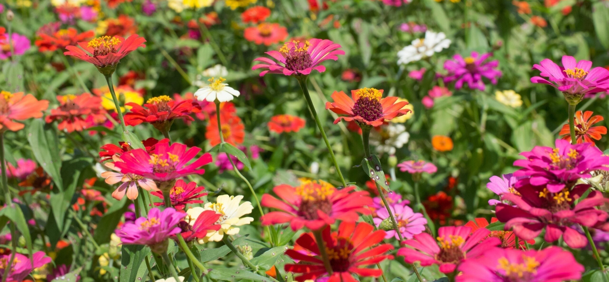 Breaking Down the Roadmap to Reducing Pesticides in Vermont