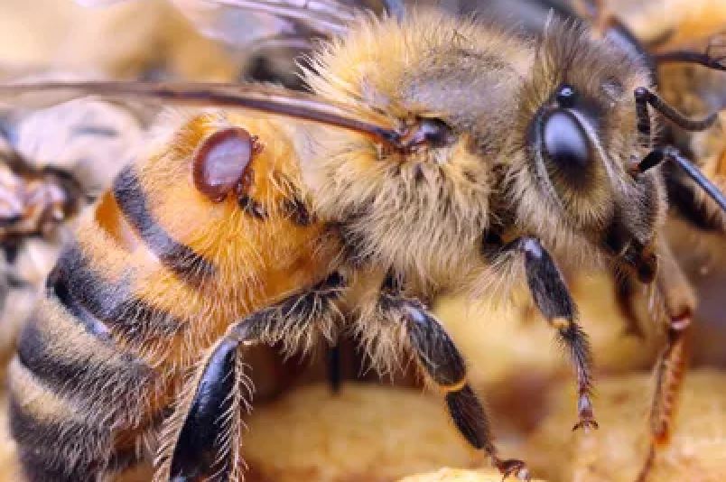 Varroa Mites and Mite Treatments in Vermont