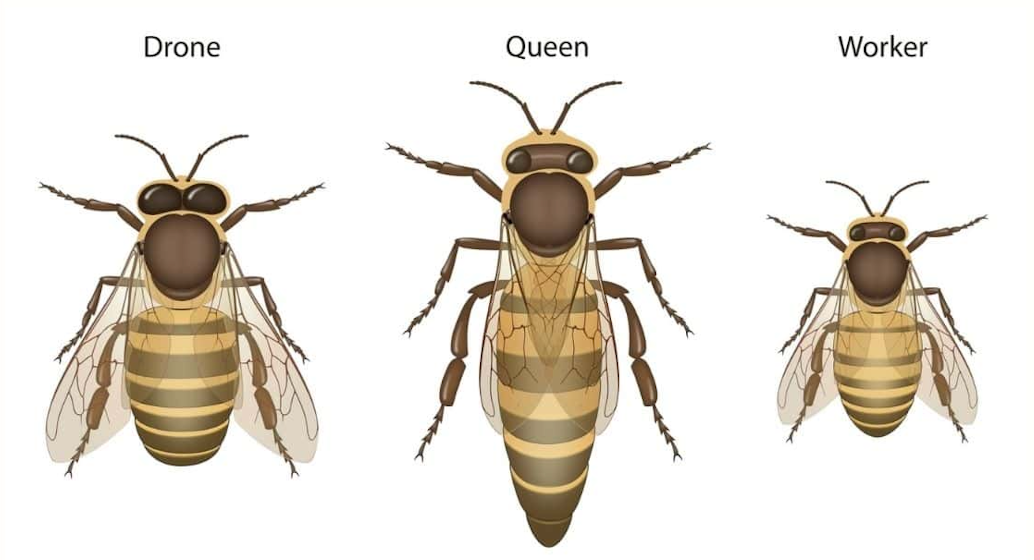 Inside the Hive: The Honey Bee Caste System