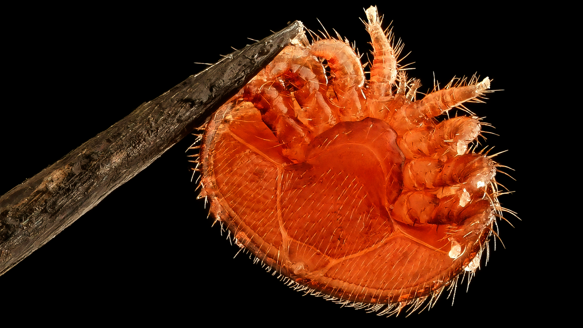 Varroa Mites and Mite Treatments in Vermont