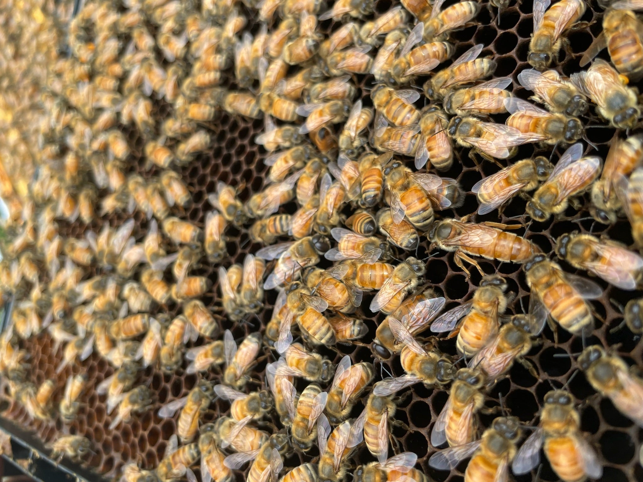 What is Royal Jelly?