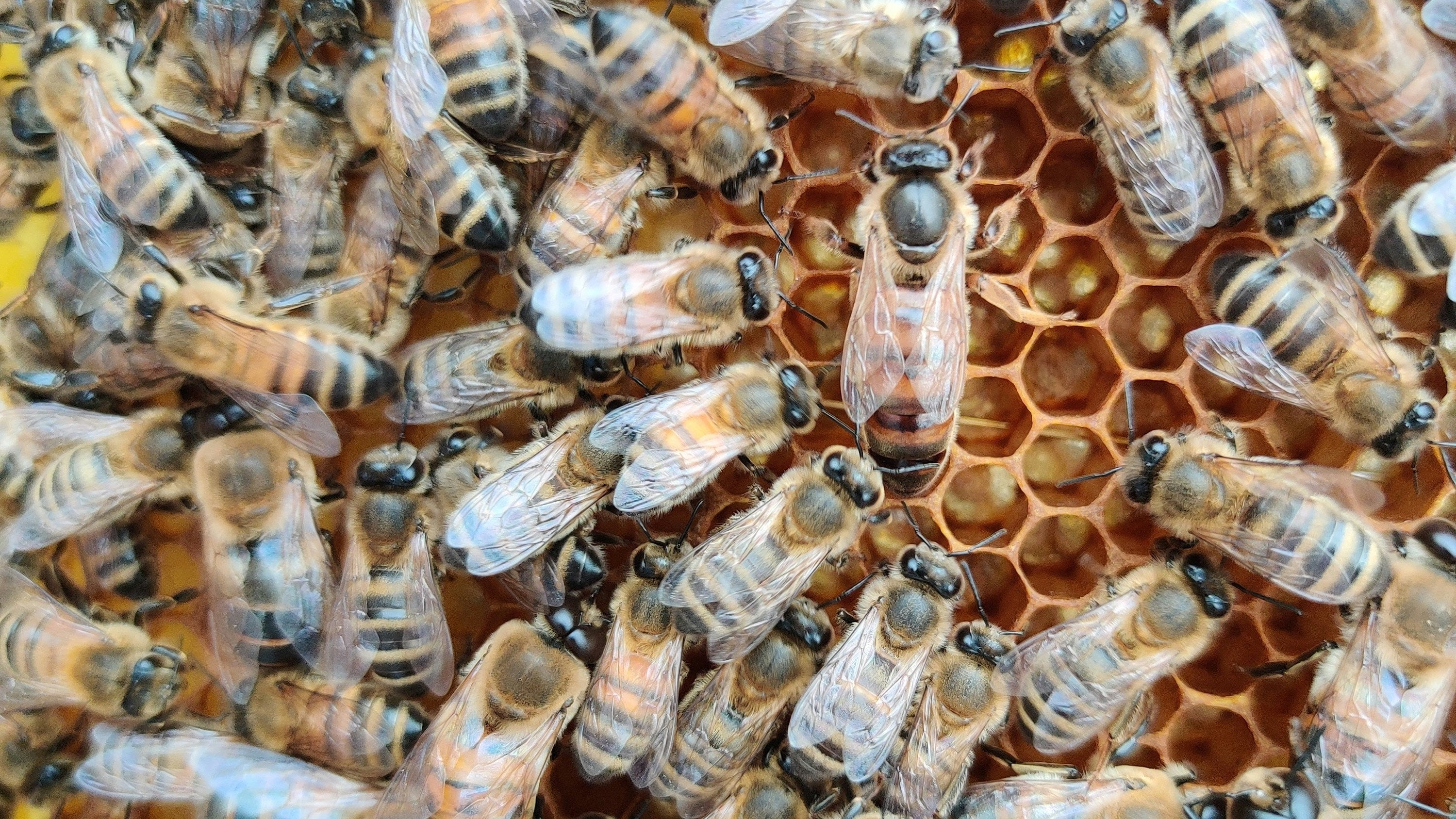 The Pollinator Protection Act: Neonicotinoids in Vermont Update 2025