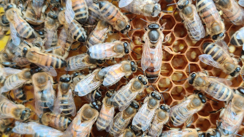 The Pollinator Protection Act: Neonicotinoids in Vermont Update 2025