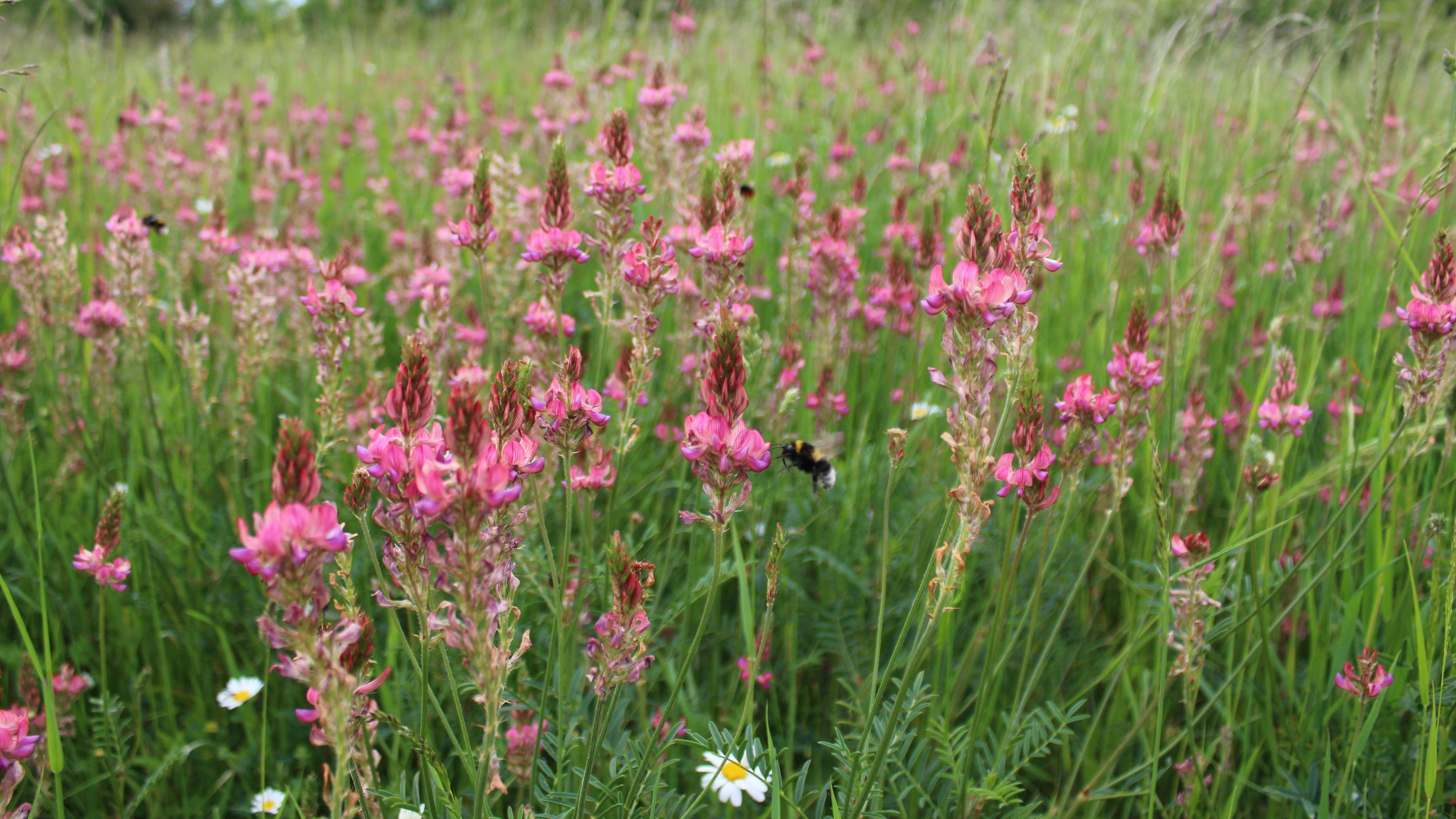 How to Help Pollinators This Summer (Even If You’re Not a Beekeeper)