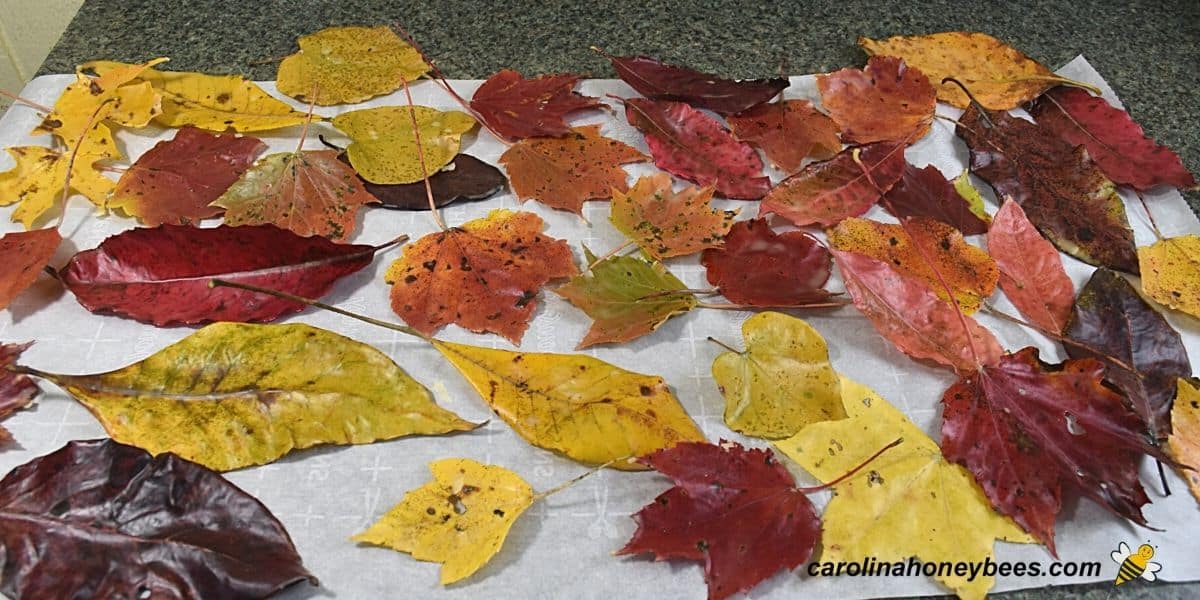 Beeswax Dipped Fall Leaves