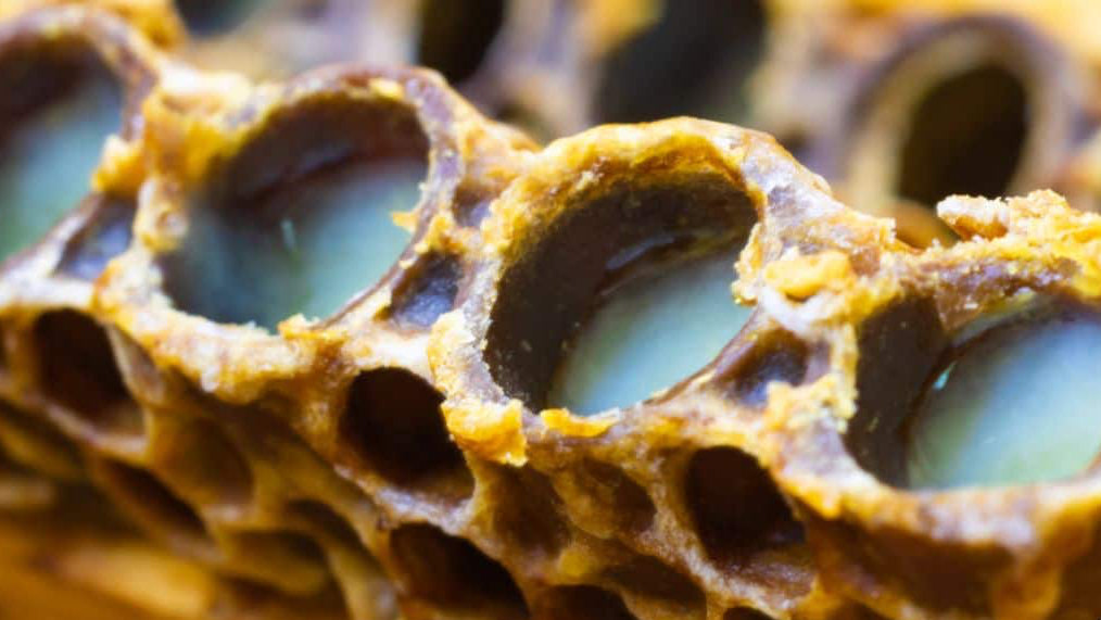 What is Royal Jelly?