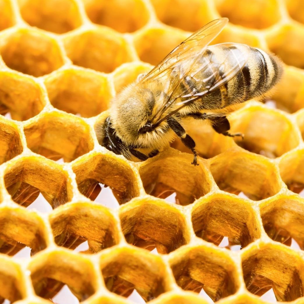 Honey Gift Pack - Raw & Liquid Honey